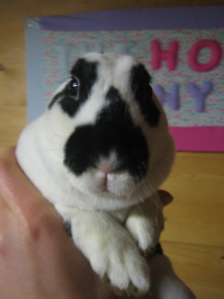 dwarf hotot rabbits for sale craigslist